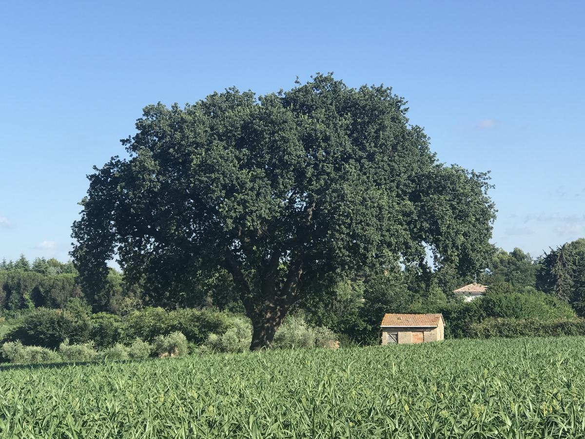 Bed & Breakfast Parco Degli Ulivi *