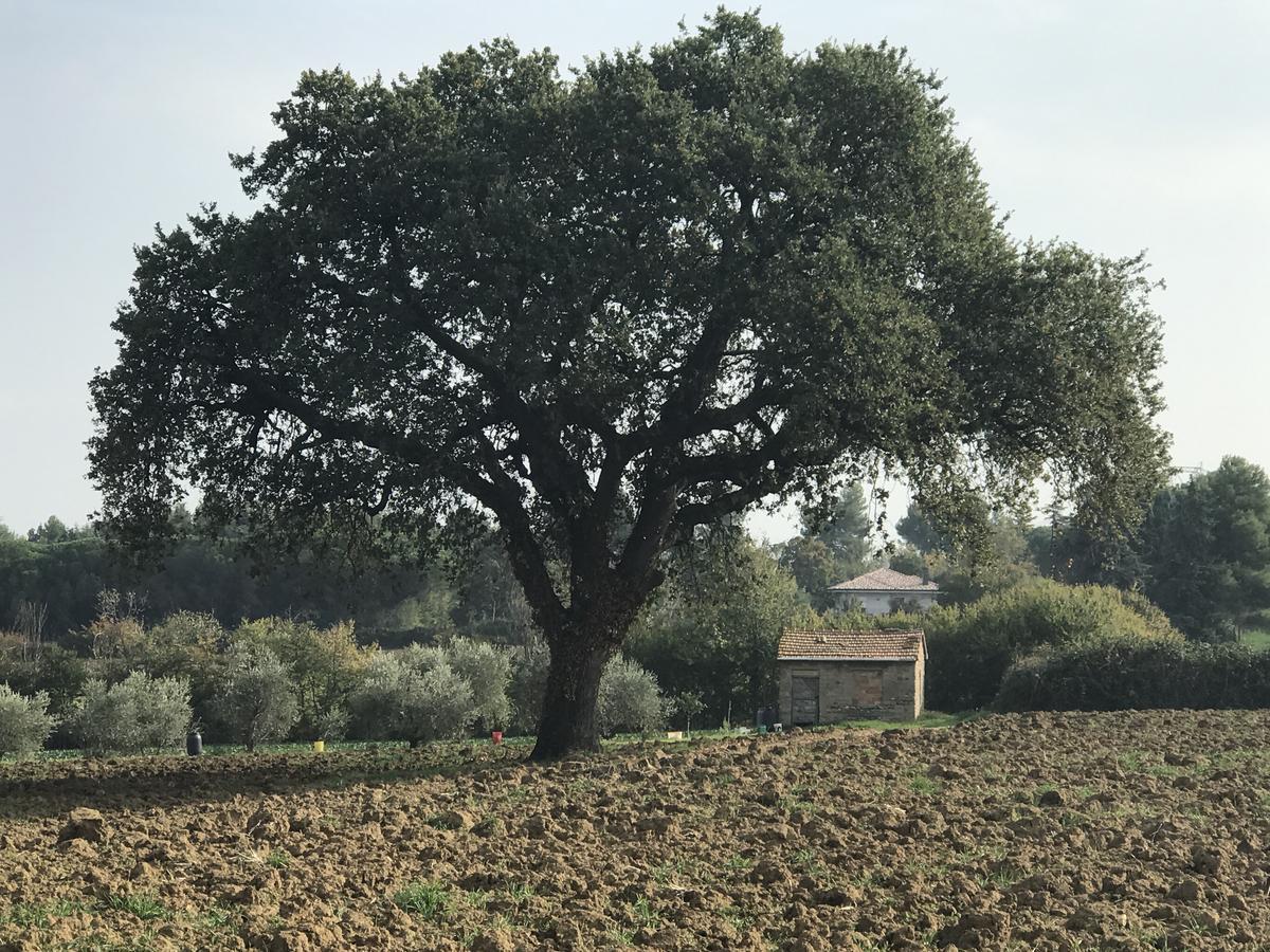 Parco Degli Ulivi Misano Adriatico