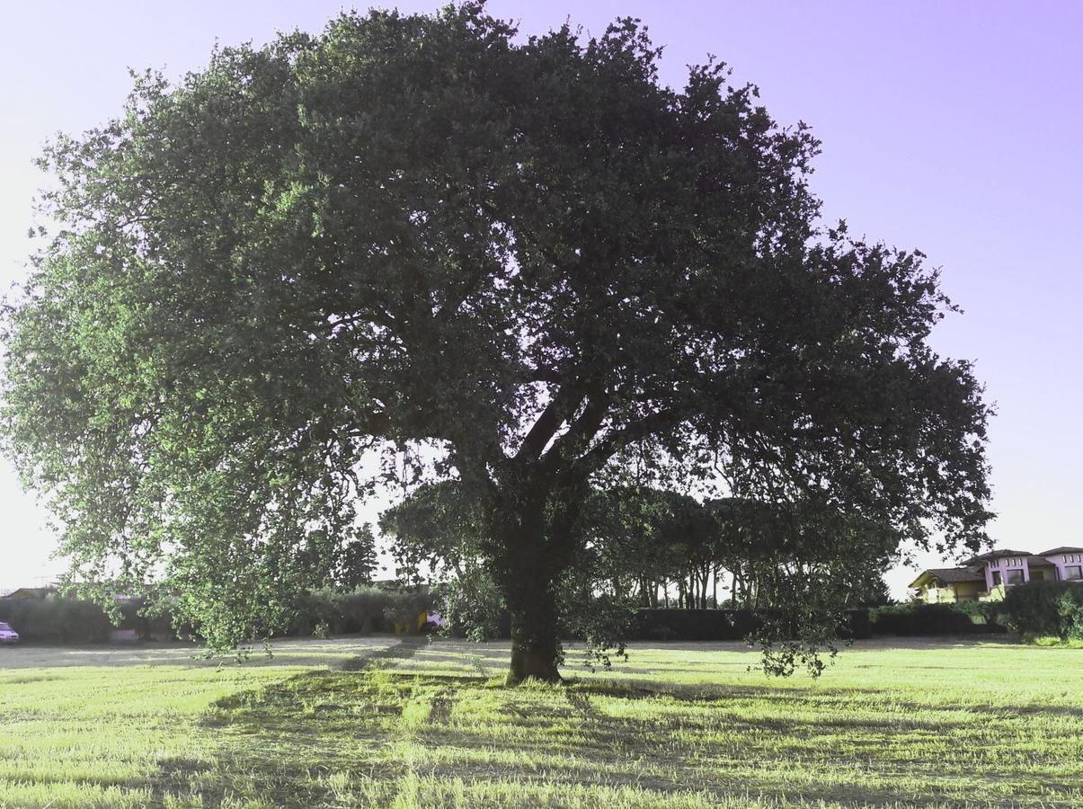 Parco Degli Ulivi Alojamento de Acomodação e Pequeno-almoço *